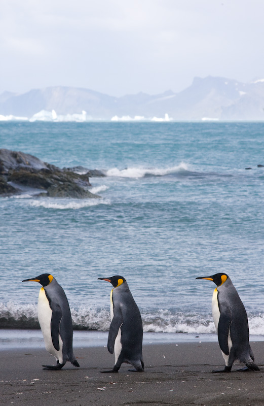 King Penguins On Beach